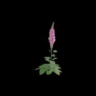 Soft Foxglove (Home Item)