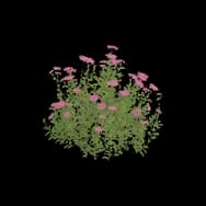 Spring Joy (Home Item)