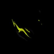 Wandering Embers (Decal)
