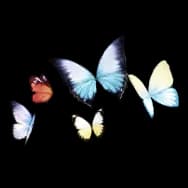 Whisperwings